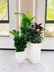 余姚植物出租，价格亲民超实惠，装点生活超划算！